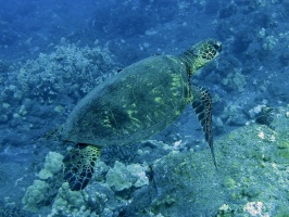 29 Hawksbill Sea Turtle IMG 2309